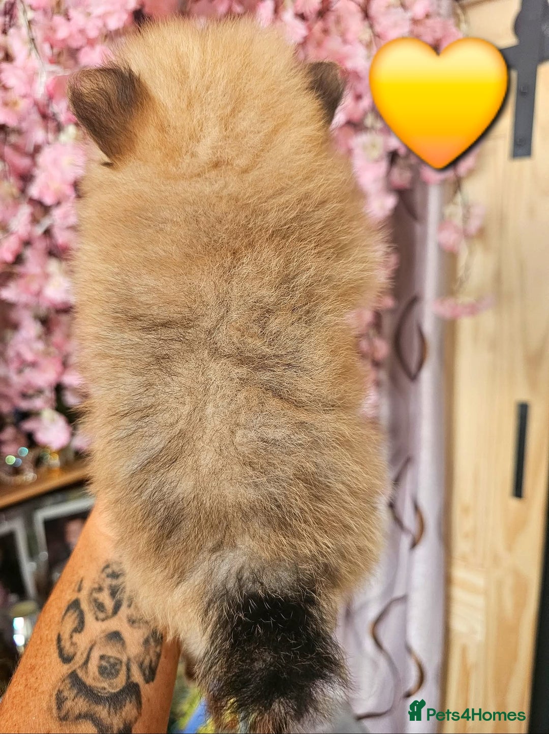 Pomeranian dogs for sale: Waaaaw #SUPERB #POMERANIAN's - Image 14
