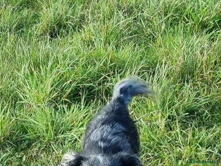 Cocker Spaniel dogs in Barnsley - Advert 21