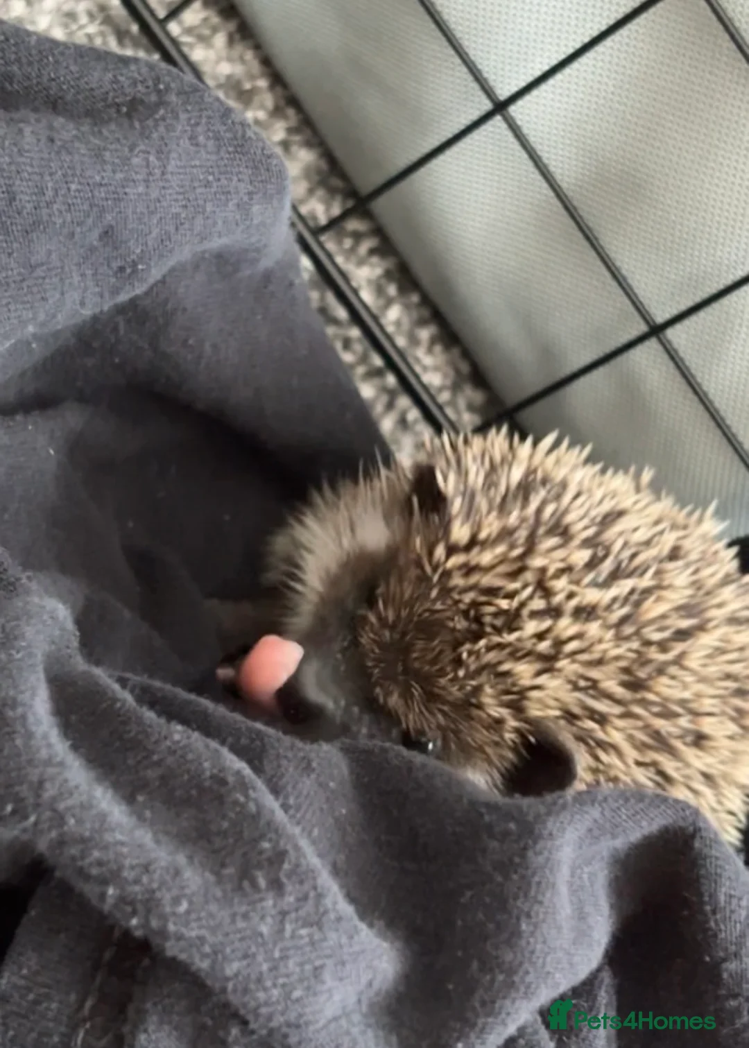 Pygmy Hedgehog rodents for sale: Pygmy hedgehog female almost 6 months old - Advert 1
