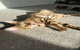 Bengal cats for sale: Beautiful TICA Registered Active Bengal female cat - Image 9
