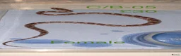 Corn Snake reptiles for sale: Baby corn snakes  - Advert 17