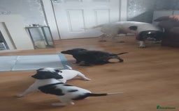 Mixed Breed dogs for sale: English springer spaniels x blue merle lurcher - Advert 4