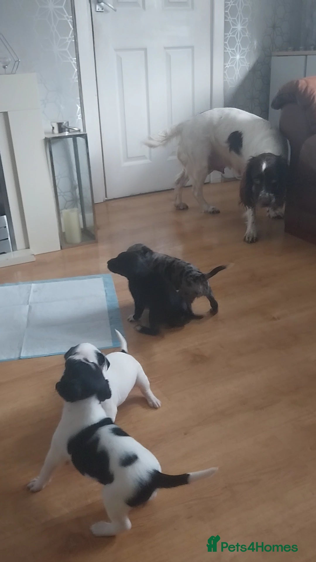 Mixed Breed dogs for sale: English springer spaniels x blue merle lurcher - Advert 4