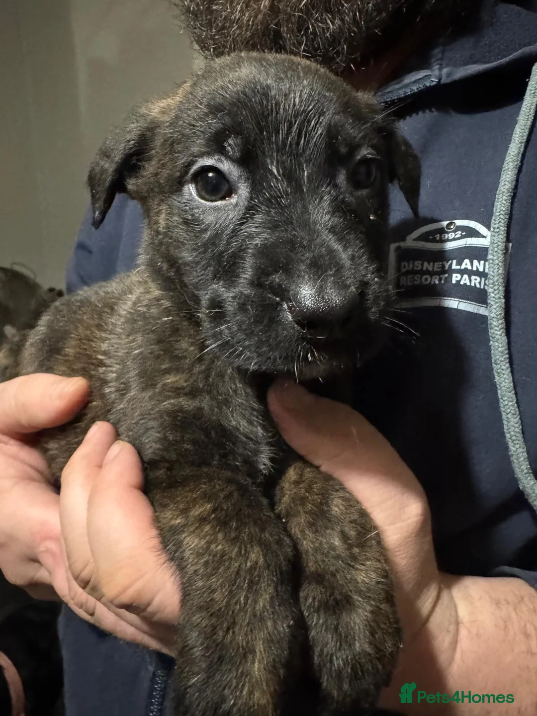 Mixed Breed dogs for sale: Belgian malinois shepherd  ** tiff puppies - Advert 7