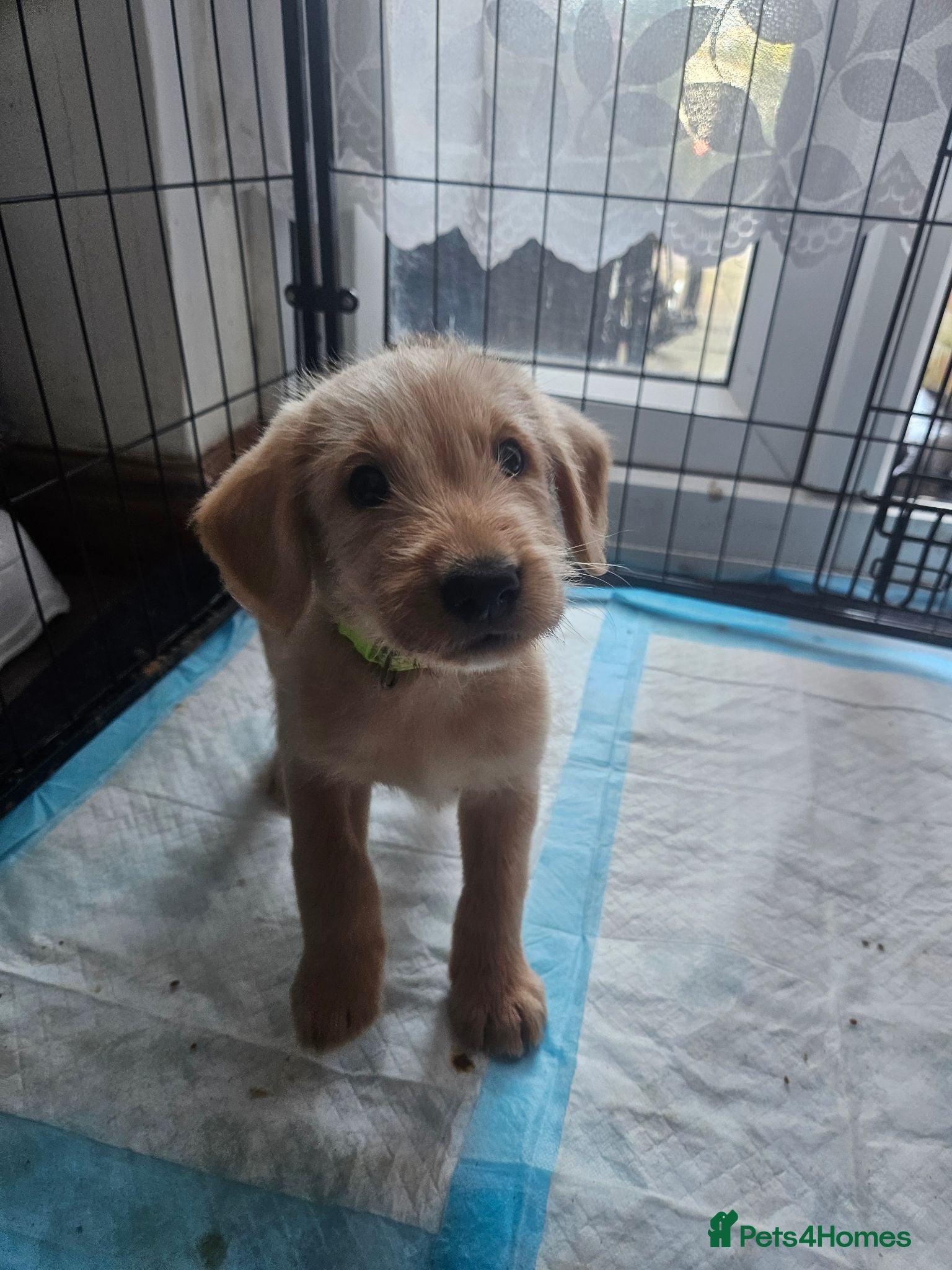 Australian Labradoodle dogs 🐾 7 Gorgeous Australian Labradoodle  - Advert 2