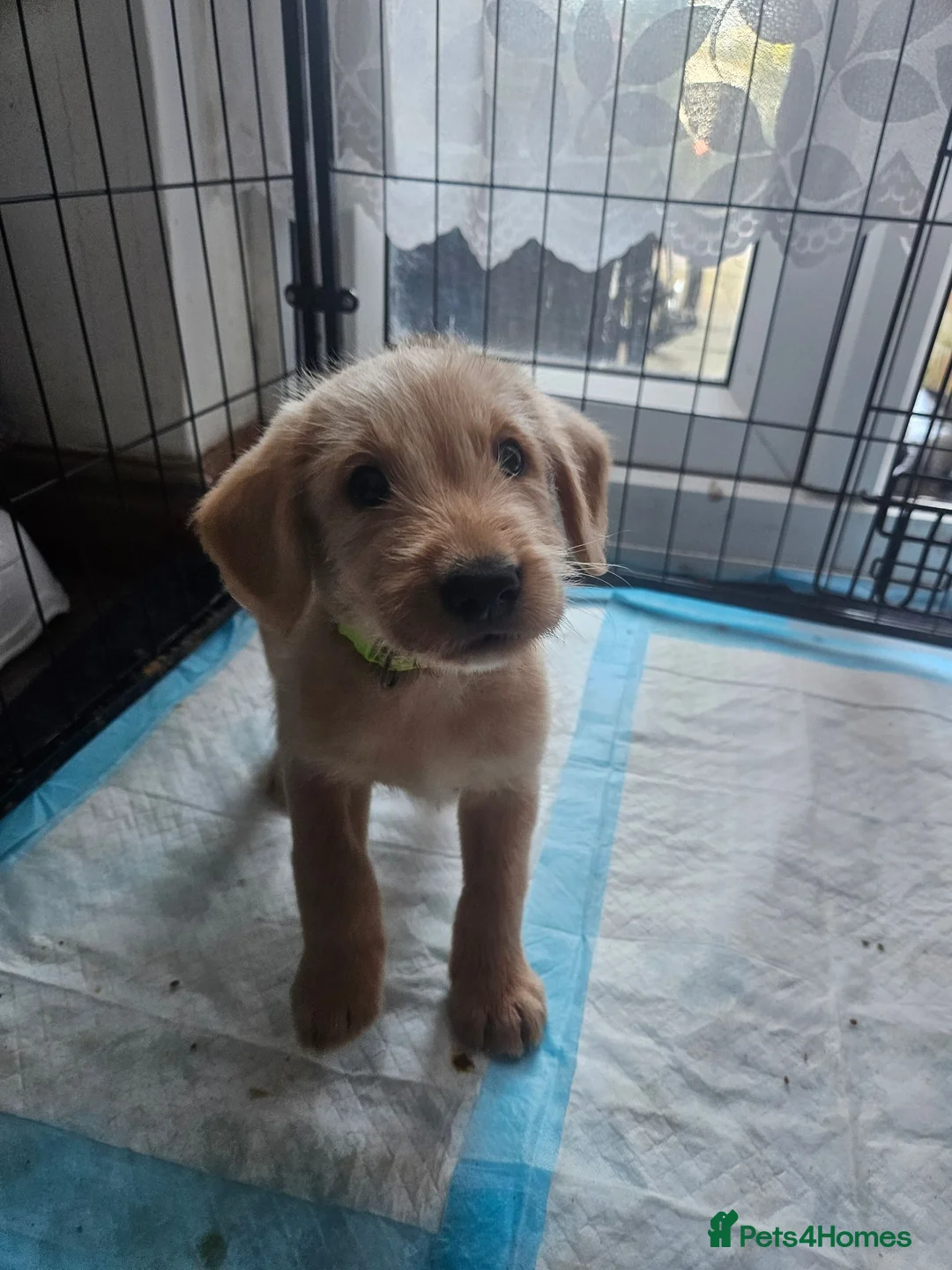 Australian Labradoodle dogs for sale: 🐾 7 Gorgeous Australian Labradoodle  - Advert 2