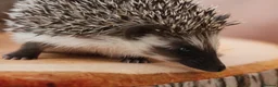 Pygmy Hedgehog rodents for sale: Three beautiful boys for sale - Advert 12