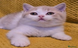 British Shorthair cats for sale: Pedigree, British Shorthair, TICA reg kittens - Image 27