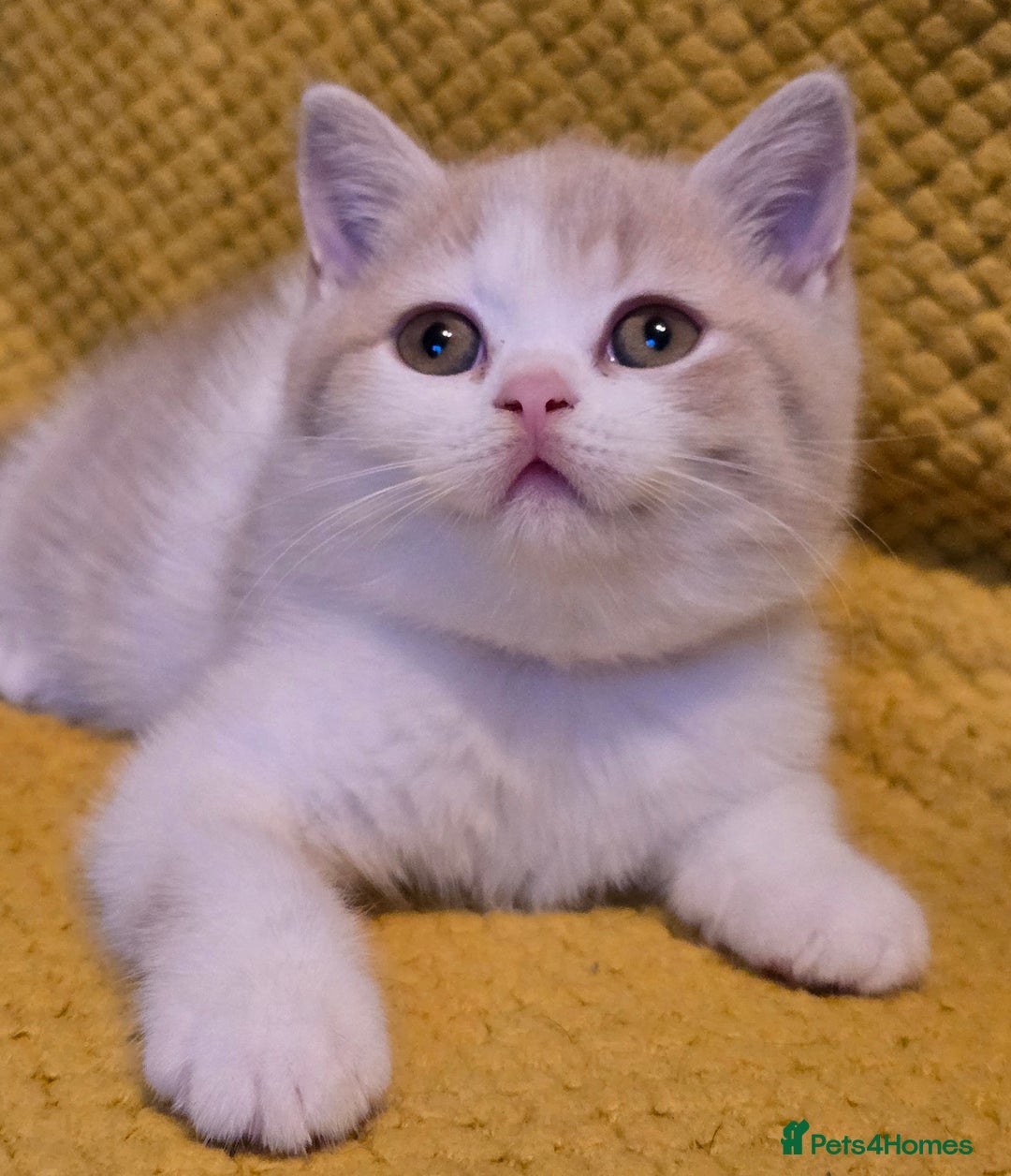 British Shorthair cats for sale: Pedigree, British Shorthair, TICA reg kittens - Image 27