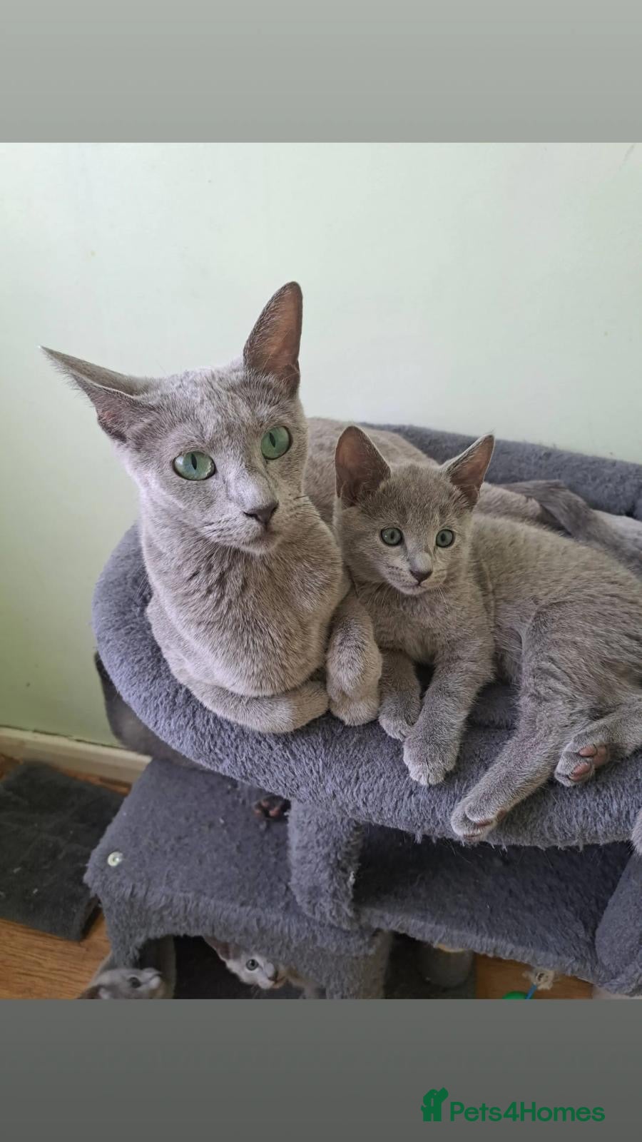 Russian Blue cats TICA 5* pedigree Russian blue kittens  - Advert 2