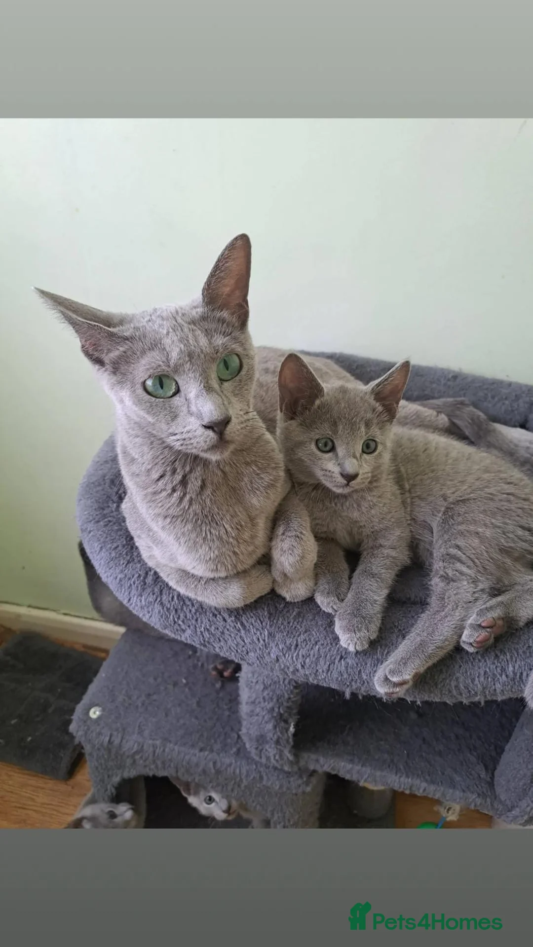 Russian Blue cats for sale: TICA 5* pedigree Russian blue kittens  - Advert 1