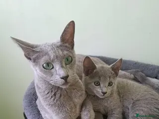 Russian Blue cats TICA 5* pedigree Russian blue kittens - Advert 4