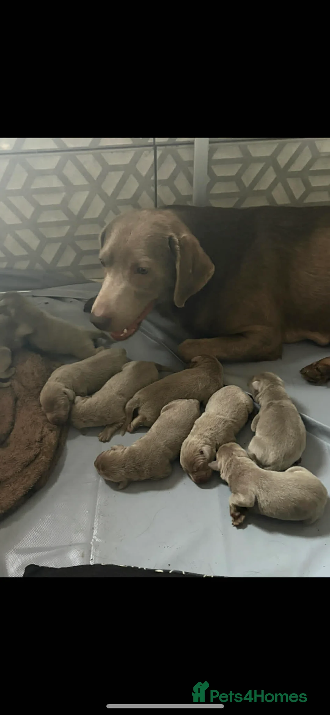 Labrador Retriever dogs for sale: Beautiful silver Labradors with piercing blue eyes - Advert 8