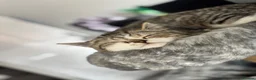 Mixed Breed cats for sale: Exotic shorthair cross kittens  - Advert 11