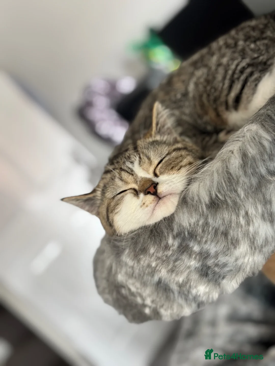 Mixed Breed cats for sale: Exotic shorthair cross kittens  - Advert 11