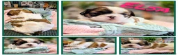 Shih Tzu dogs for sale: Beautiful Shih Tzu Puppies – Raised With Love - Advert 3