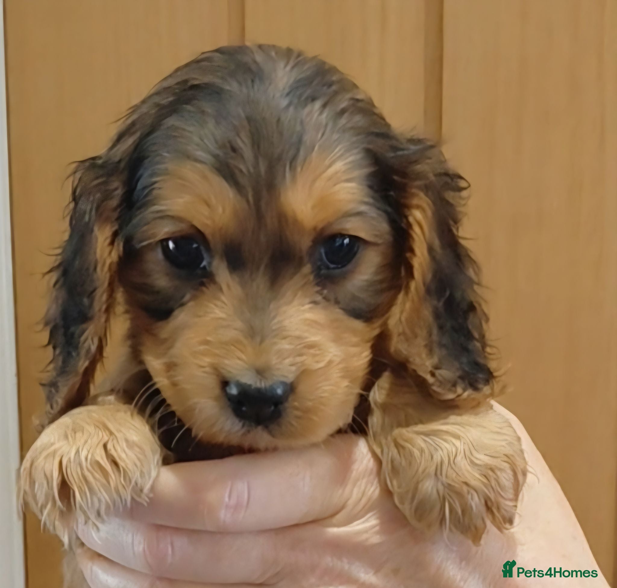 Cocker Spaniel dogs Cocker Spaniel Puppies - Advert 9