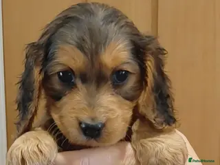 Cocker Spaniel dogs Cocker Spaniel Puppies - Advert 9