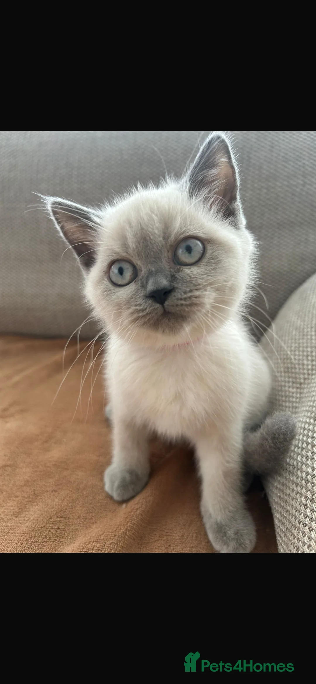 British Shorthair cats for sale: British shorthair Colorpoint kittens - Advert 22
