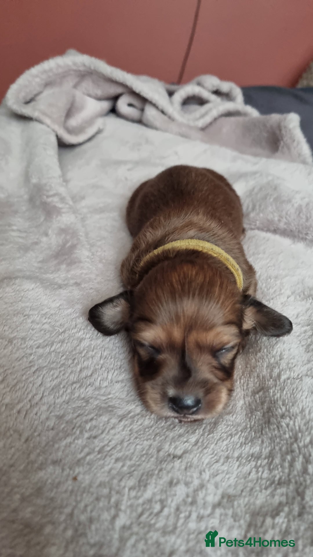 Miniature Dachshund dogs for stud: ee Cream Longhaired Miniature Dachshund for Stud in Helensburgh - Advert 9