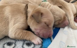 Golden Retriever dogs for sale: 🐾Sweet Golden Retriever Puppies-5 generation KC🐾 - Image 8