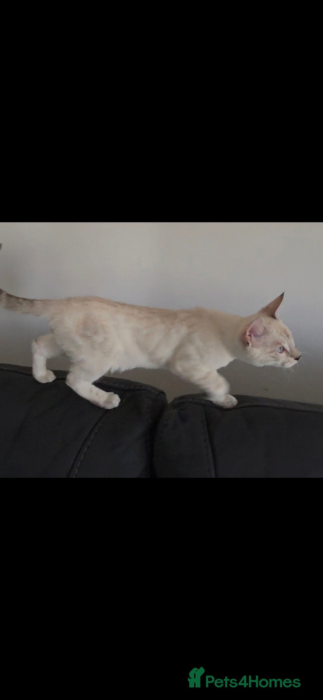 Bengal cats Outstanding Tica Show quality bengal kitten's - Advert 2