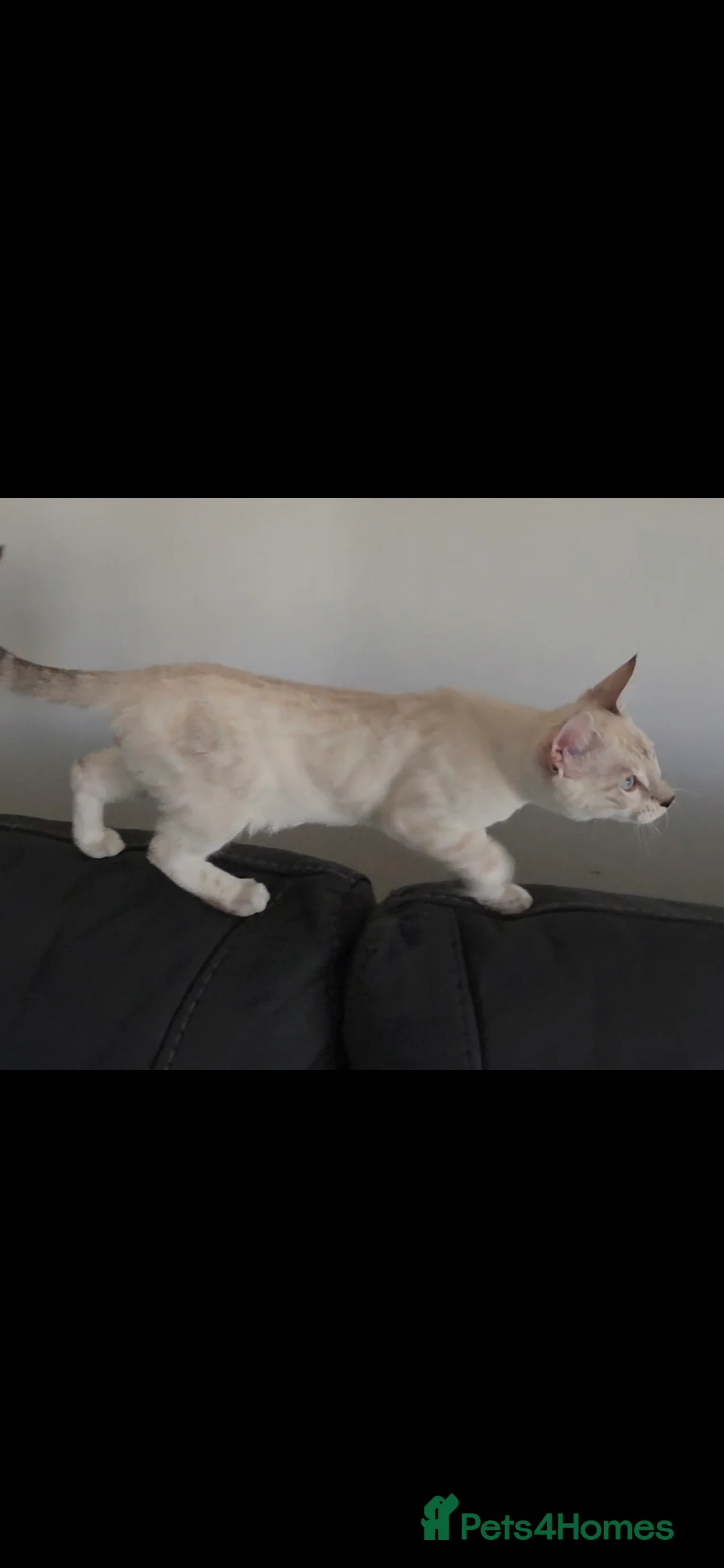 Bengal cats for sale: Outstanding Tica Show quality bengal kitten's - Advert 2