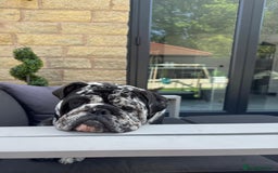 English Bulldog dogs for sale: Black Merle English Bulldog - Image 5