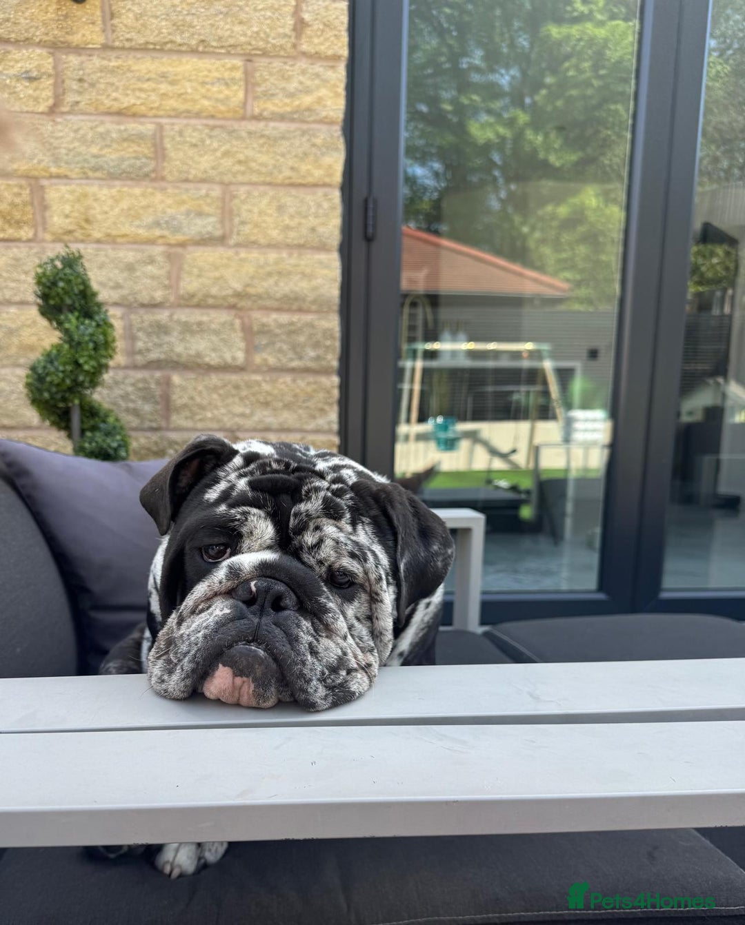 English Bulldog dogs for sale: Black Merle English Bulldog - Image 5