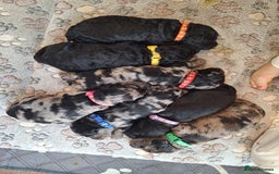 Sproodle dogs for sale: Sproodle Merle puppies  - Image 1
