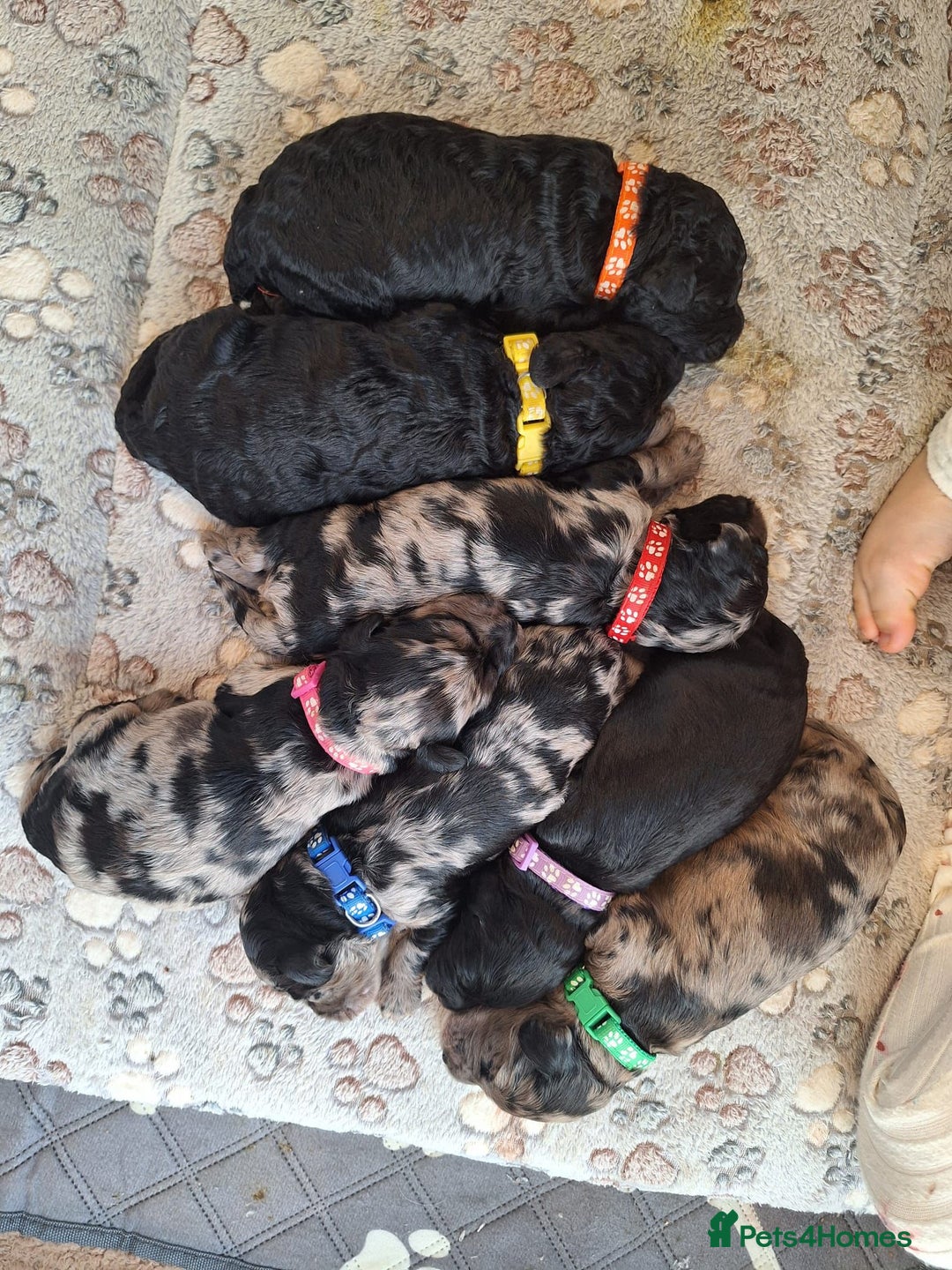 Sproodle dogs for sale: Sproodle Merle puppies  - Image 1