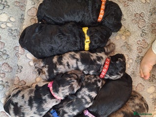 Sproodle dogs for sale: Sproodle Merle puppies - Advert 1