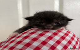 Bengal cats for sale: Ragdoll x Egyptian mau kitties  - Image 14