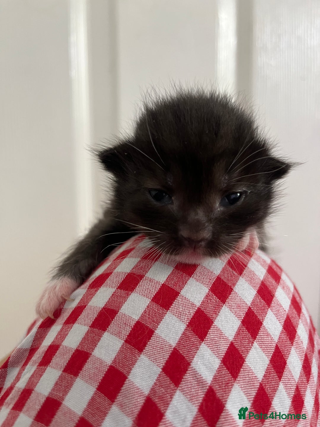 Bengal cats for sale: Ragdoll x Egyptian mau kitties  - Image 14