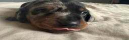 Miniature Dachshund dogs for sale: Miniature dachshund pups - Advert 21
