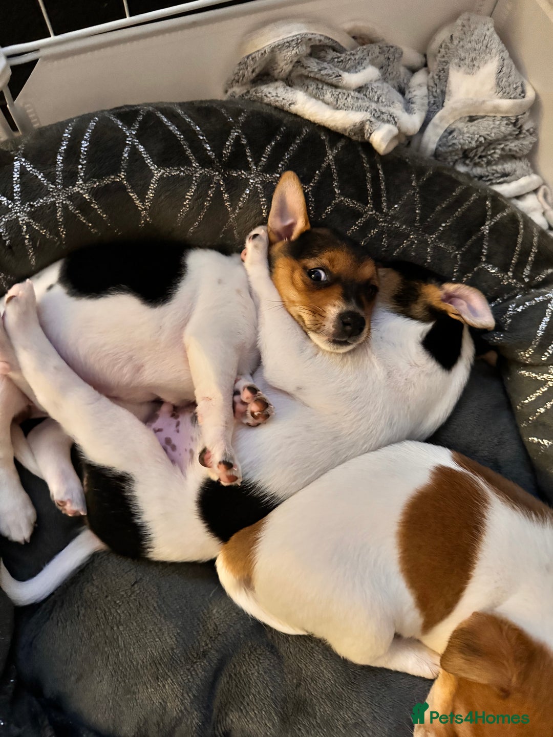 Mixed Breed dogs for sale: 7 week old Jack Russ pups  - Advert 5