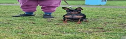 Miniature Pinscher dogs for sale: Male Miniature Pinscher – 11 Months – Show Quality - Advert 7