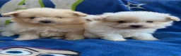 Pomapoo dogs for sale: Pomapoo puppies  - Advert 6