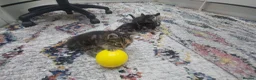 Mixed Breed cats for sale: 3 Gorgeous fluffy kittens. - Advert 8