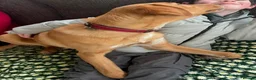 Mixed Breed dogs for adoption: Loki is looking for his forever home  in Whitley Bay - Advert 4