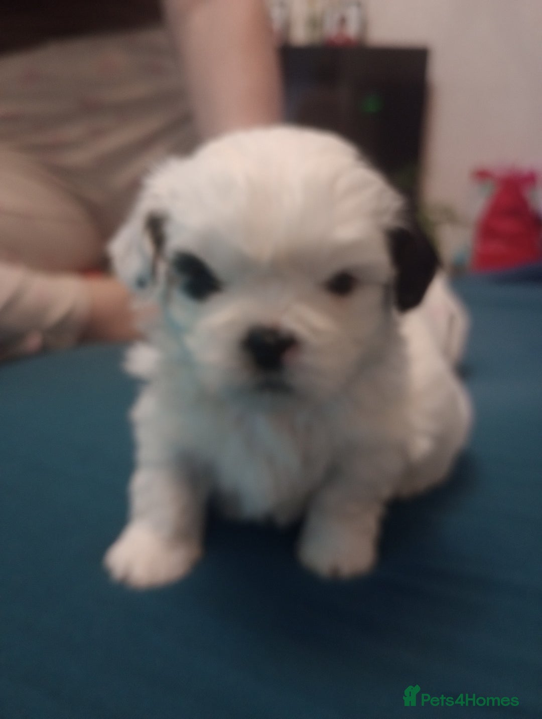 Shih Tzu dogs for sale: Adorable shih-tzu puppies - Advert 2