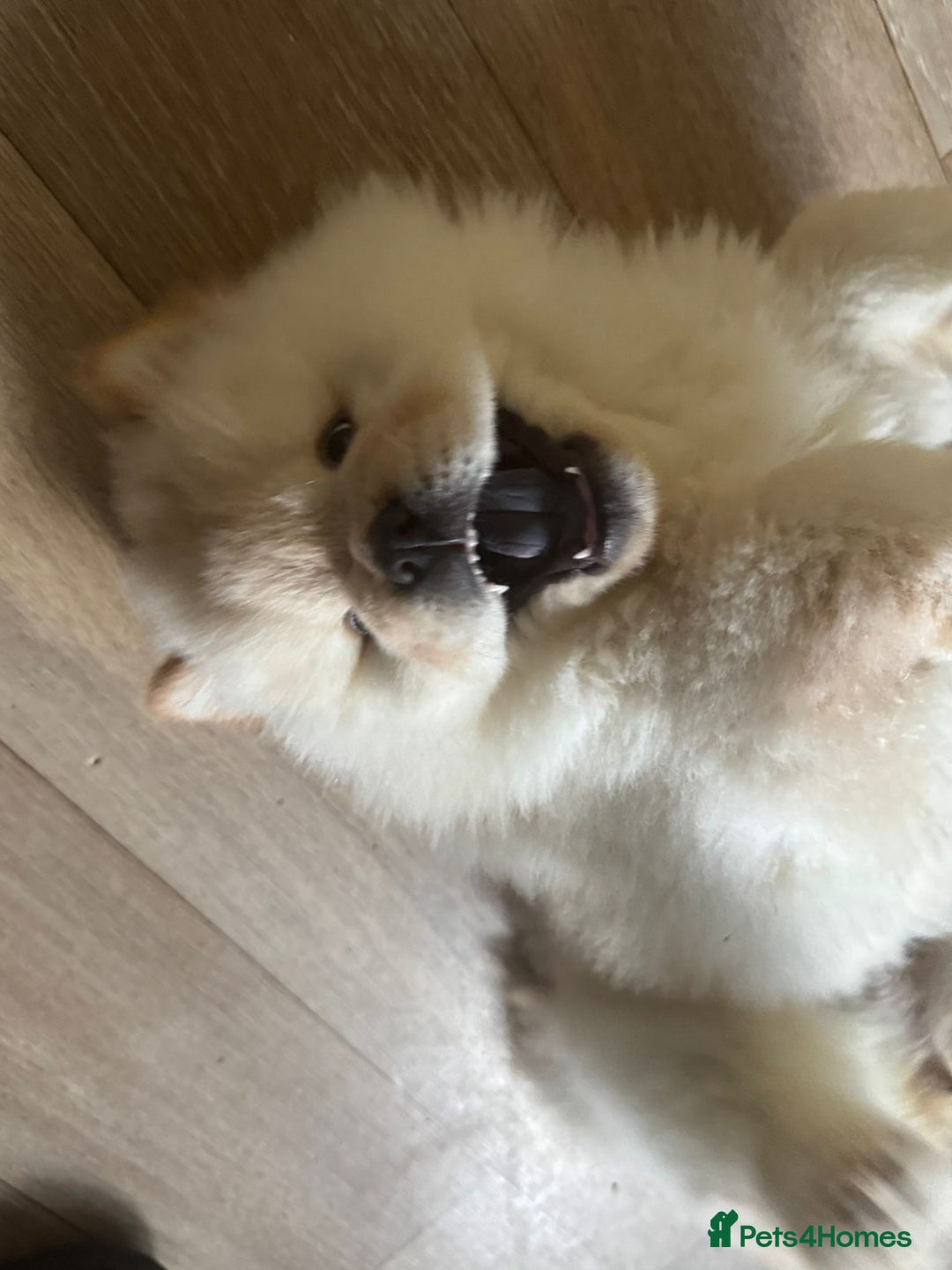 Chow Chow dogs for sale: Miss chow chow mummy  - Advert 6