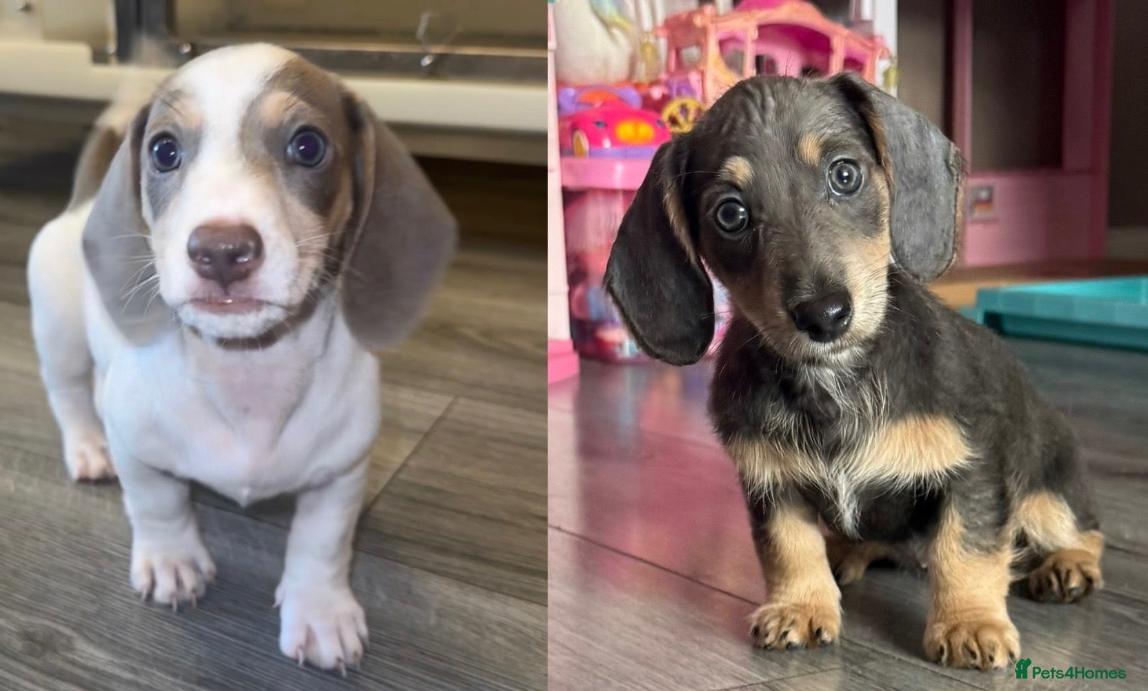 Miniature Dachshund dogs miniature dachshunds ready to leave! - Advert 4