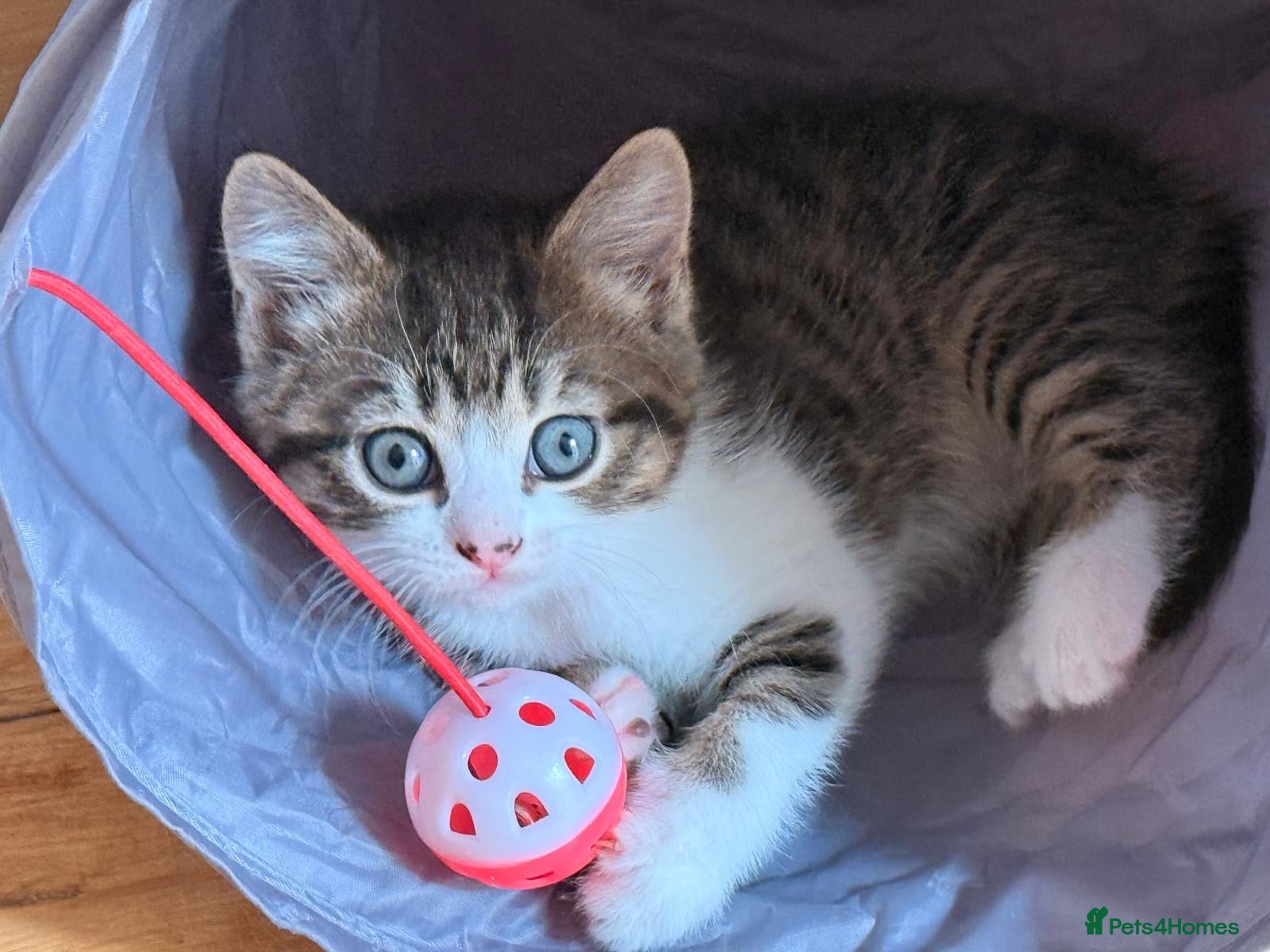 Mixed Breed cats Adorable kittens looking for their forever homes - Advert 1