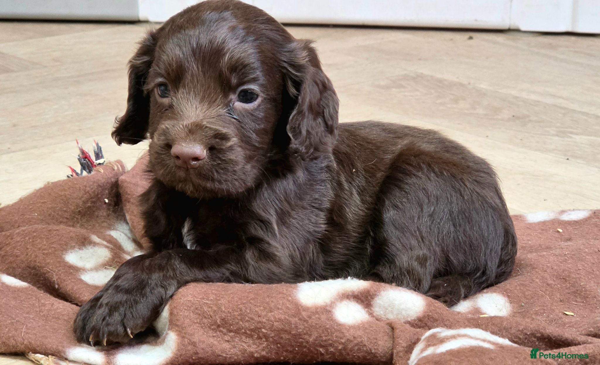 Cocker Spaniel dogs 6 CHOCOLATE KC WORKING TYPE COCKER SPANIEL - Advert 1