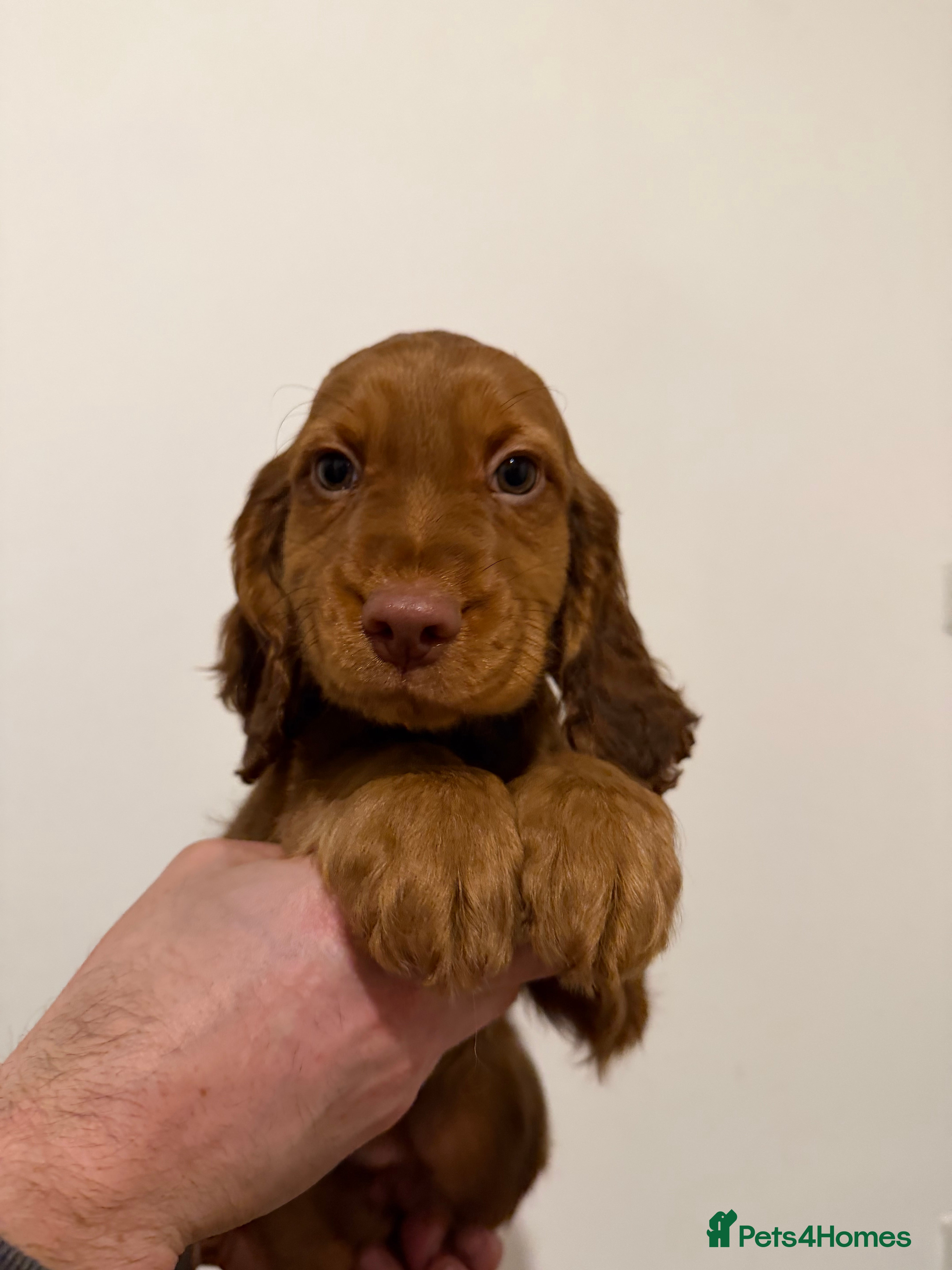 Cocker Spaniel dogs Cocker Spaniels Puppies - Advert 4