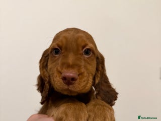 Cocker Spaniel dogs Cocker Spaniels Puppies - Advert 1