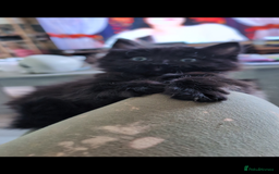 Mixed Breed cats for sale: Spynx X maincoon  - Image 12