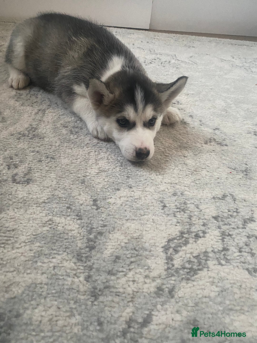 Siberian Husky dogs for sale: Siberian huskie  - Advert 3