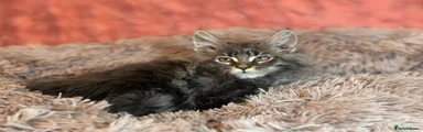 Maine Coon Kitten 4